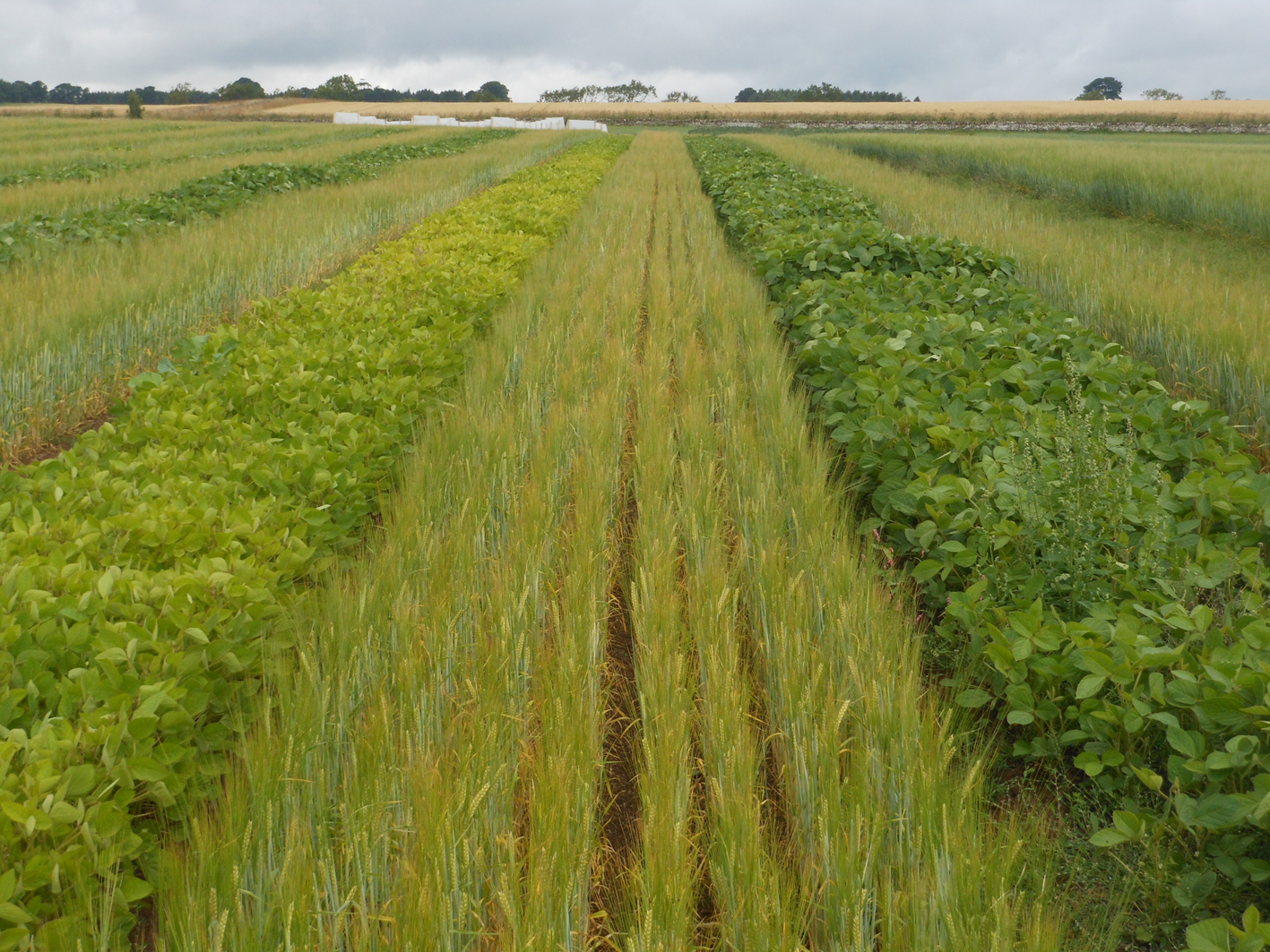 Rizobacter Conquers Soybean Productivity in Northern Regions with Inoculants