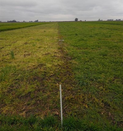 vicia como cultivo estratégico