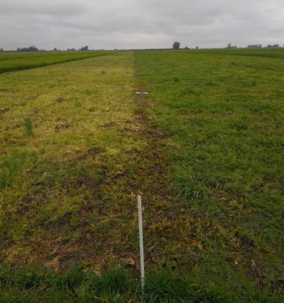  vicia como cultivo estratégico