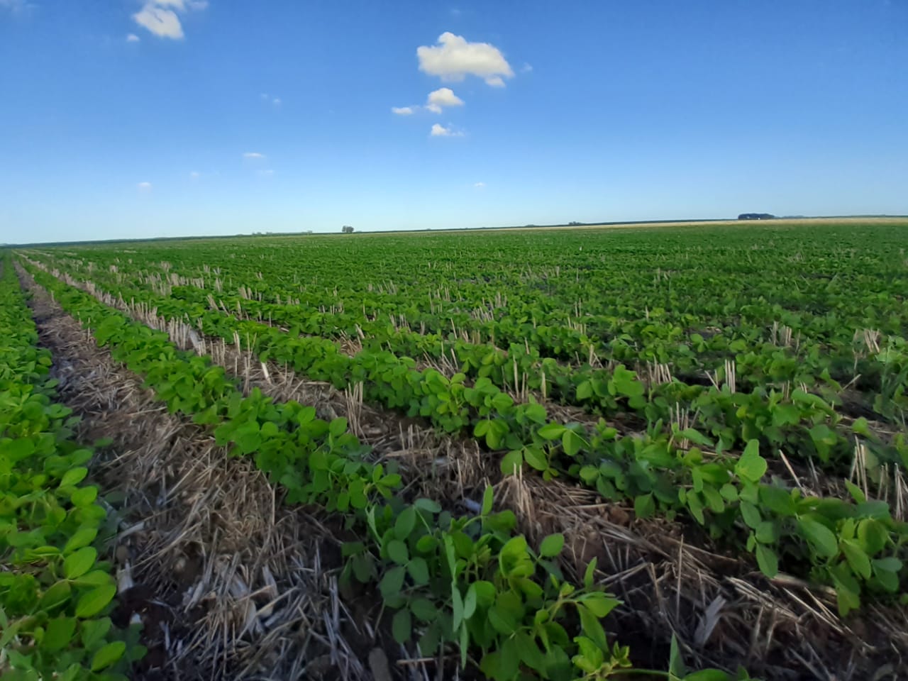 fertilizante foliar con múltiples beneficios