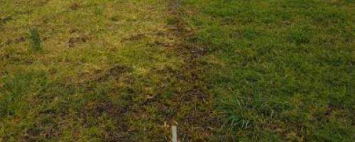 vicia como cultivo estratégico