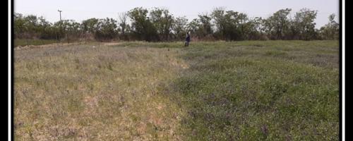 inoculación en soja